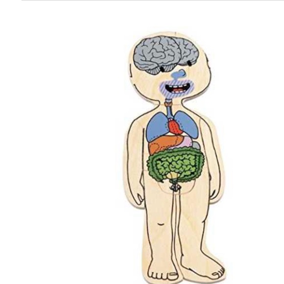 New Hape by Beleduc 5-Layer wooden Body Puzzle - Picture 6 of 11